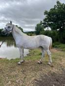 Poney connemara pouliniere saillie en 2025