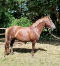 Hongre connemara part bred  4 ans