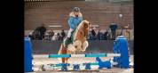 Fantastique shetland a vendre