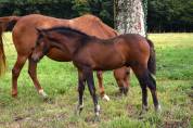 Foal mâle pour sport et/ou repro