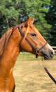 Ponette pfs  - gestante étalon drp