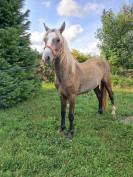 Hongre connemara 2ans