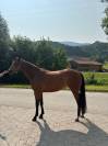 Magnifique ponette de sport d welsh partbred