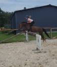 Poney b à louer