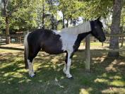 Super ponette club loisirs 