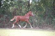 Tres chic pouliche welsh a