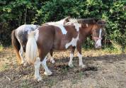 Ponette onc, âgées de trois ans.