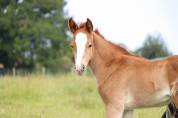 Poney foal pfs par king kong star d été