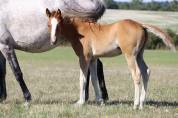 Poney foal pfs par king kong star d été