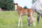 Poney foal pfs par king kong star d été