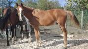 Poney 1 an pfs par king kong star d été