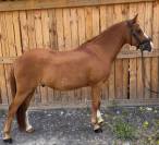 A vendre poney de dressage niveau as elite