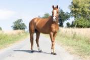 Top poney pour cso et cce