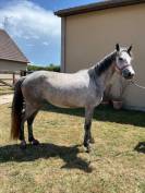 Poney connemara femelle nee en 2022