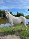 Poney connemara pouliniere