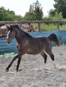Poney pfs hongre 2024 izar de la fosse
