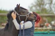 Poney pfs hongre 2024 izar de la fosse