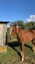 Ponette