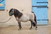 Etalon shetland grullo roan
