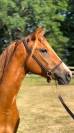 Ponette pfs 3 ans gestante pour 2026