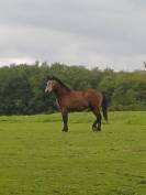 Poney mâle new forest 