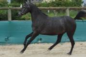 Ponette wpb rm most beautiful boy 2022