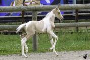 Superbe mâle welsh part bred pie isabelle 2025