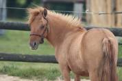 Pouliche shetland pp