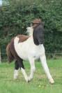 Pouliche shetland pp