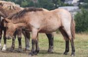 Pouliche shetland pp