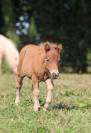 Pouliche shetland pp