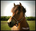 Magnifique poney d isabelle