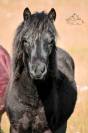 Hongre 18 mois à vendre