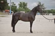 Top poney 