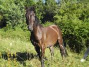 Ilik,, hongre akhal téké x whelsh cob