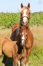 Pouliche 2025 welsh pony sect b - excellentes origines