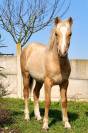 Poney palomino,issus d une lignée prestigieuse