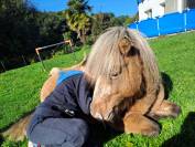 Lancelot - poney né en 2016 