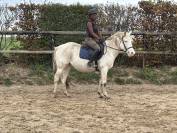 Poney loisir pp appaloosa