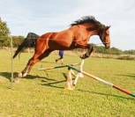 Jolie jument poney français de selle, 7 ans