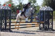 Poney d pour compétition ou loisir