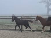 Poulain hongre welsh pony top origines