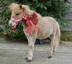 Mini horse 