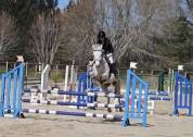 Poney français de selle