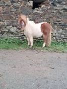 Hongre shetland pp 18 mois