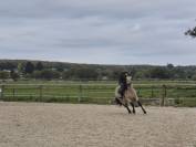 Hongre 5a s gra d d connemara 