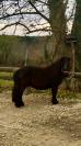 Mignon d’alix super shetland onc hongre 4 ans