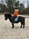 Mignon d’alix super shetland onc hongre 4 ans