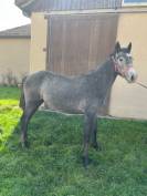 Poney connemara male ne en 2024