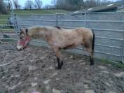 Moonlight d arquetan